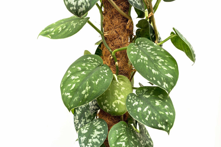 Scindapsus Pictus Trebie - 160cm - Efeutute - Efeutute Hangplant