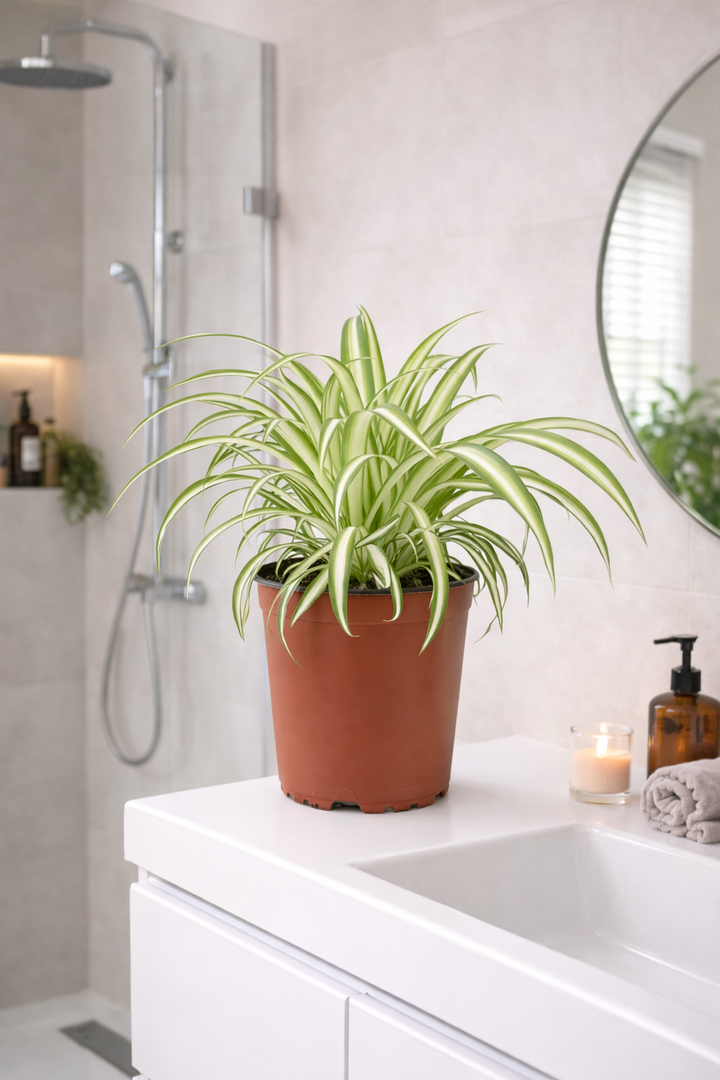 Chlorophytum – Ø12cm | Plante araignée plante d'intérieur