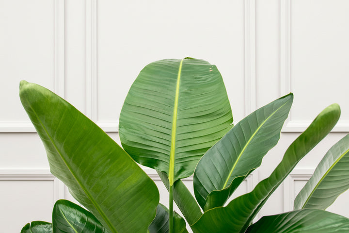 Strelitzia Nicolai de luxe XXL - Ø40 - 250cm - Oiseau de paradis