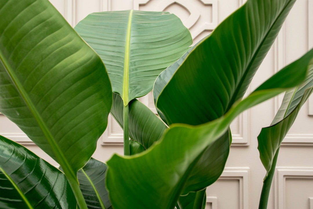 Strelitzia Nicolai de luxe XXL - Ø40 - 250cm - Oiseau de paradis