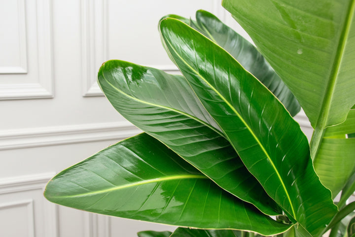 Strelitzia Nicolai de luxe XXL - Ø40 - 250cm - Oiseau de paradis