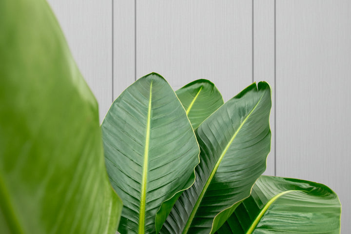 Strelitzia Nicolai de luxe XXL - Ø40 - 250cm - Oiseau de paradis