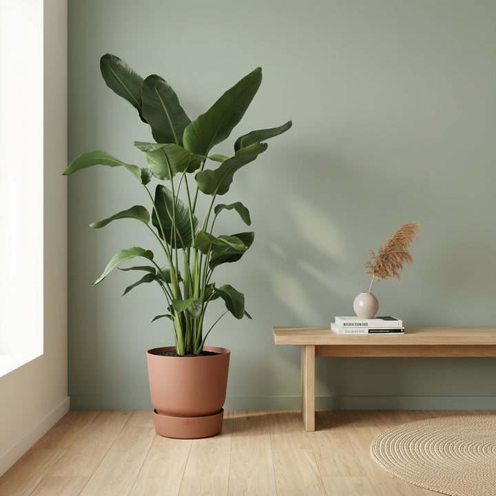 Strelitzia Nicolai - Ø27 - 200cm - Paradijsvogelplant