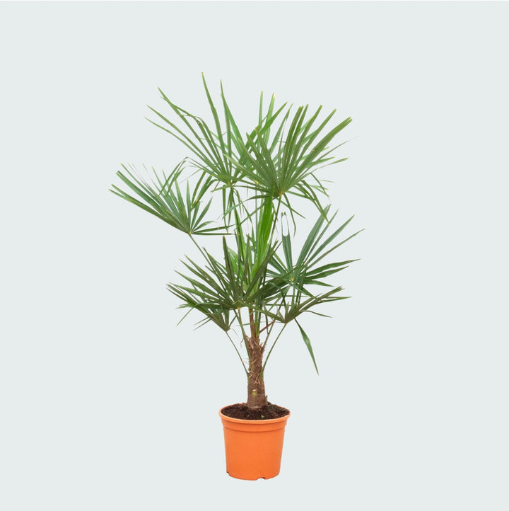 Trachycarpus Fortunei - 160cm - Kamerplant Kopen