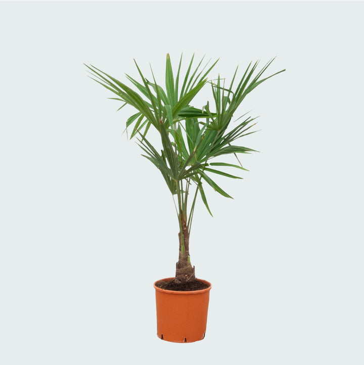 Trachycarpus Fortunei - 140 cm - Acheter une plante d'intérieur