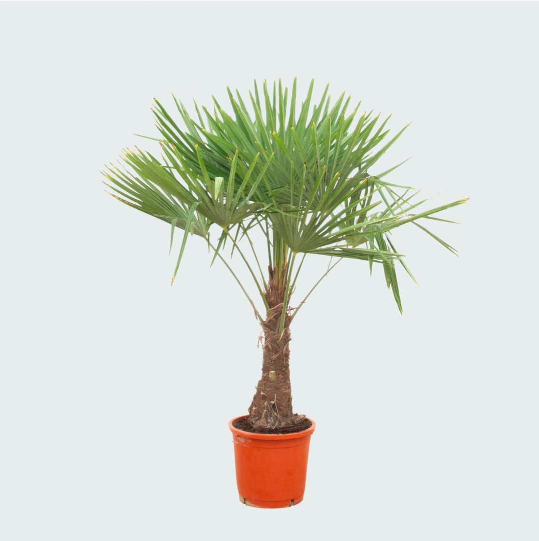 Trachycarpus Fortunei - 180cm - Acheter une Plante d'Intérieur