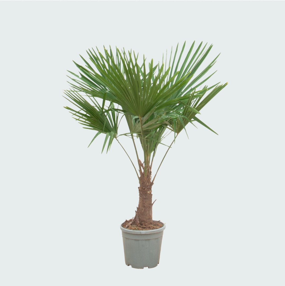 Trachycarpus Fortunei - 180cm - Acheter une Plante d'Intérieur
