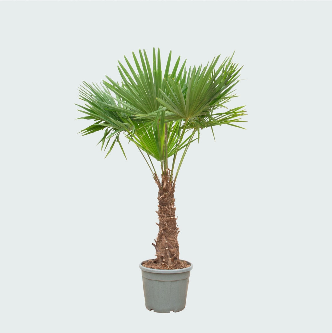 Trachycarpus Fortunei - 240cm - Kamerplant Kopen