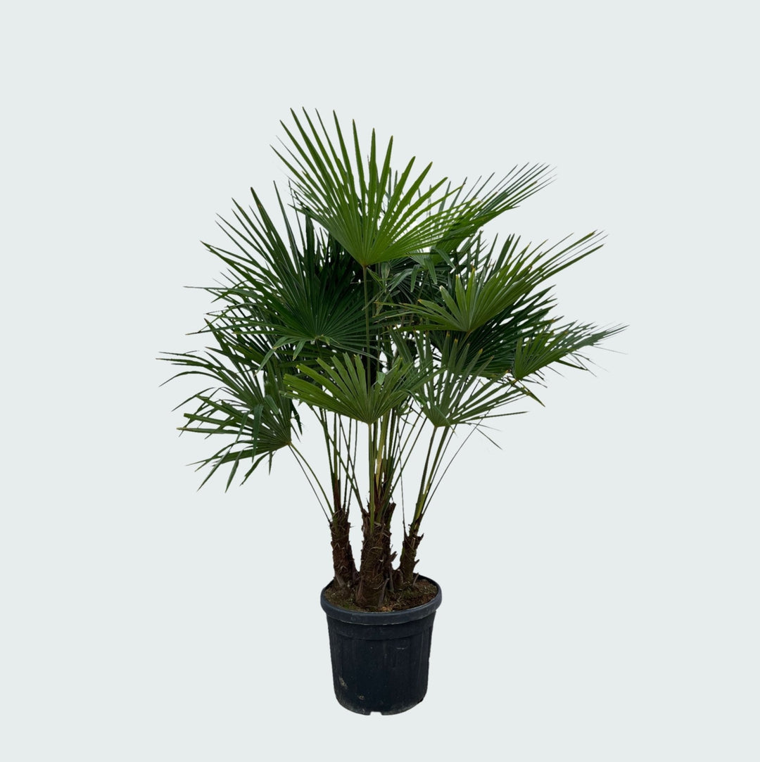 Trachycarpus Multistam - 220cm - Acheter une plante d'intérieur