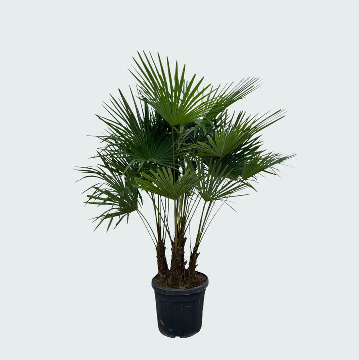 Trachycarpus Multistam - 220cm - Acheter une plante d'intérieur