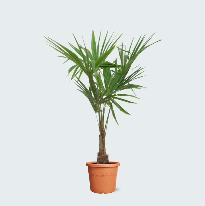 Trachycarpus Fortunei - 140 cm - Acheter une plante d'intérieur