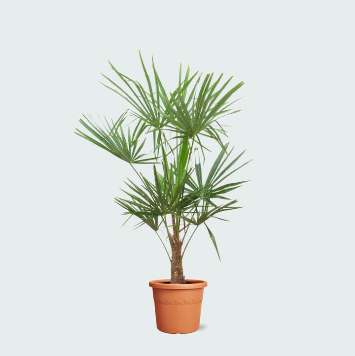 Trachycarpus Fortunei - 160cm - Kamerplant Kopen