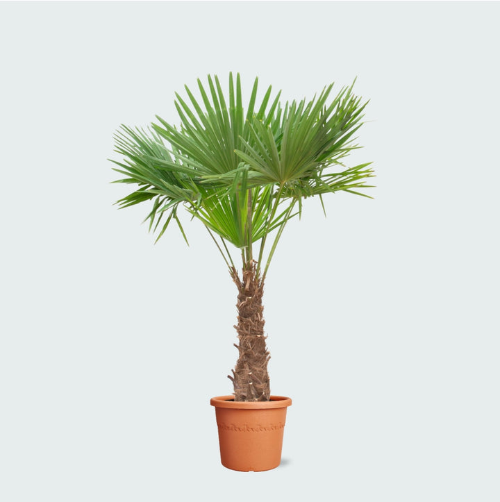 Trachycarpus Fortunei - 240cm - Kamerplant Kopen