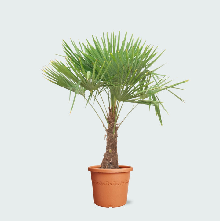 Trachycarpus Fortunei - 180cm - Acheter une Plante d'Intérieur