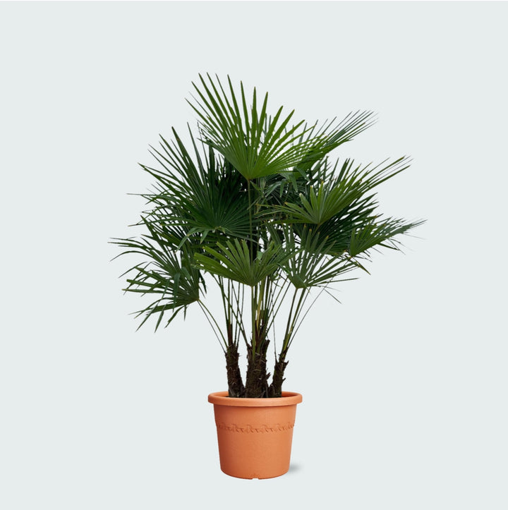 Trachycarpus Multistam - 220cm - Acheter une plante d'intérieur