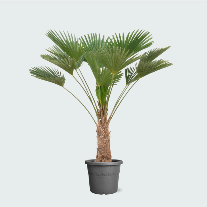 Trachycarpus wagnerianus - 130 cm - Acheter une plante d'intérieur