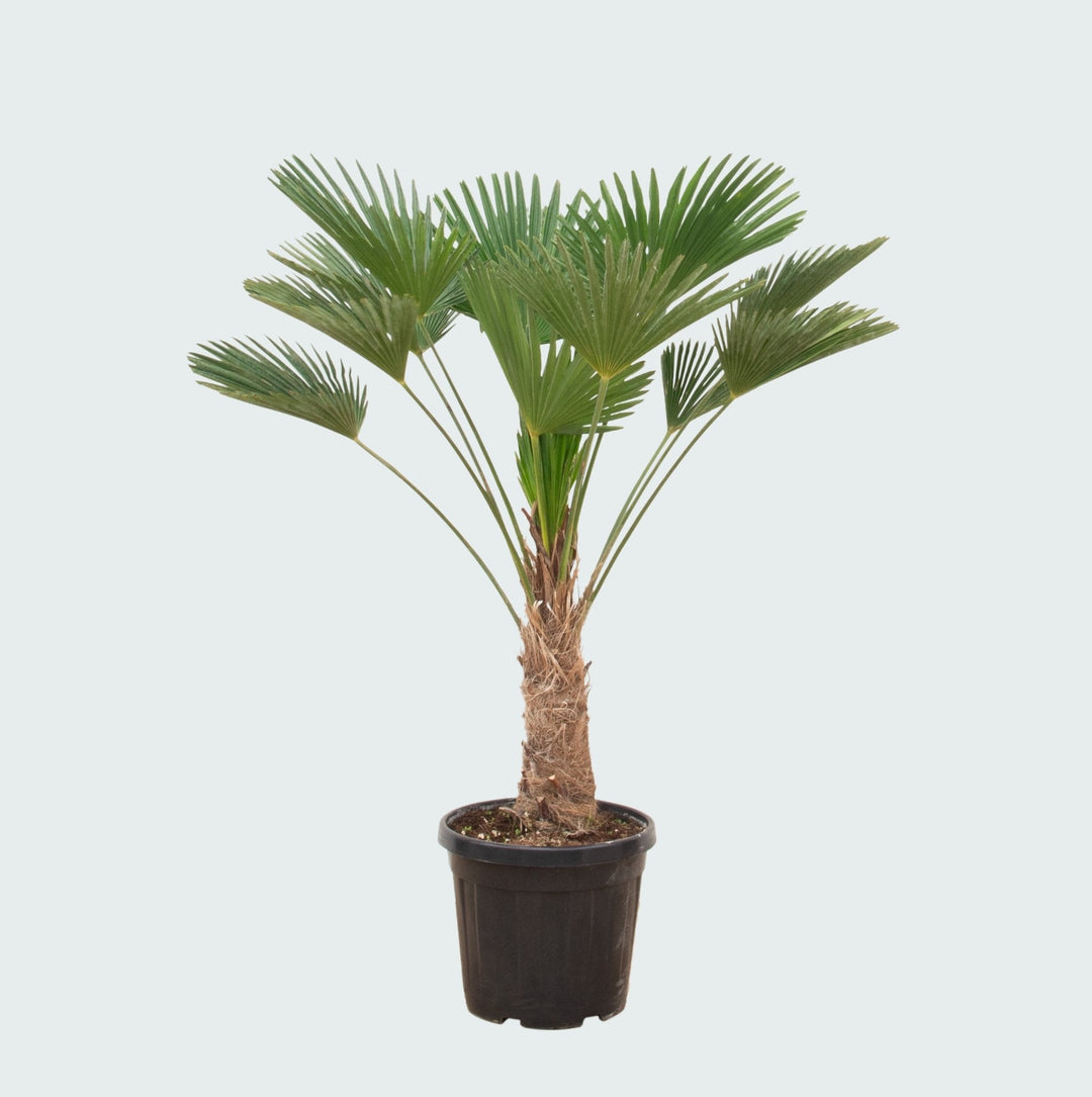 Trachycarpus wagnerianus - 130 cm - Acheter une plante d'intérieur