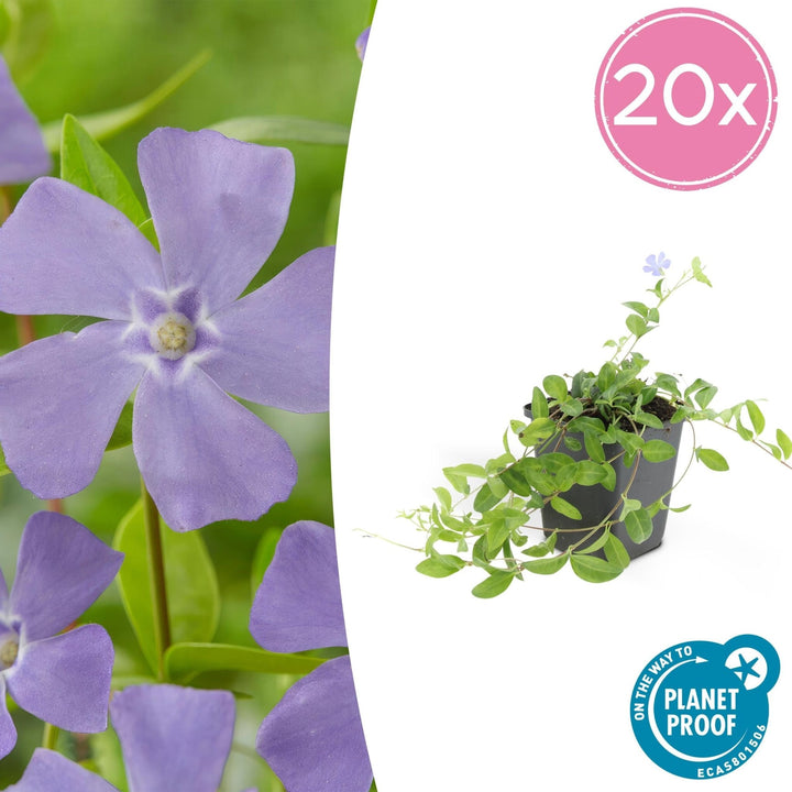 Vinca minor - 20cm - Maagdenpalm - Kamerplant Kopen