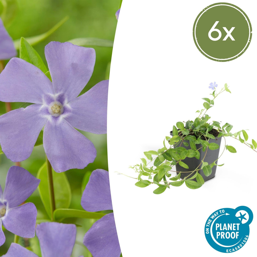 Vinca minor - 20cm - Maagdenpalm - Kamerplant Kopen