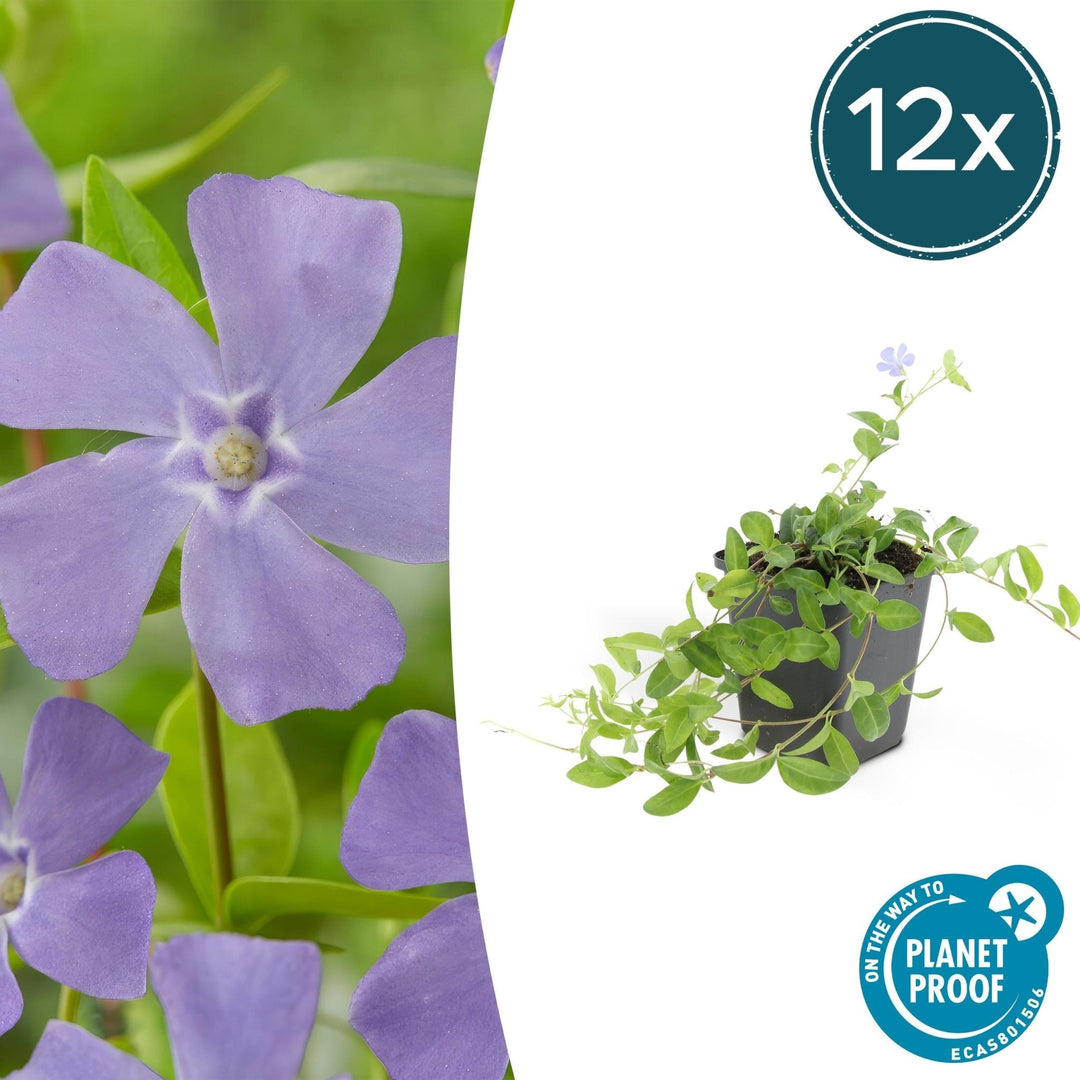 Vinca minor - 20cm - Maagdenpalm - Kamerplant Kopen