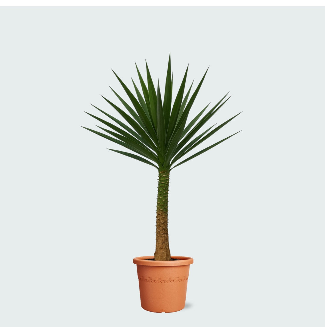 Yucca Elephantipes sur tronc - 230 cm - Pied d'Éléphant