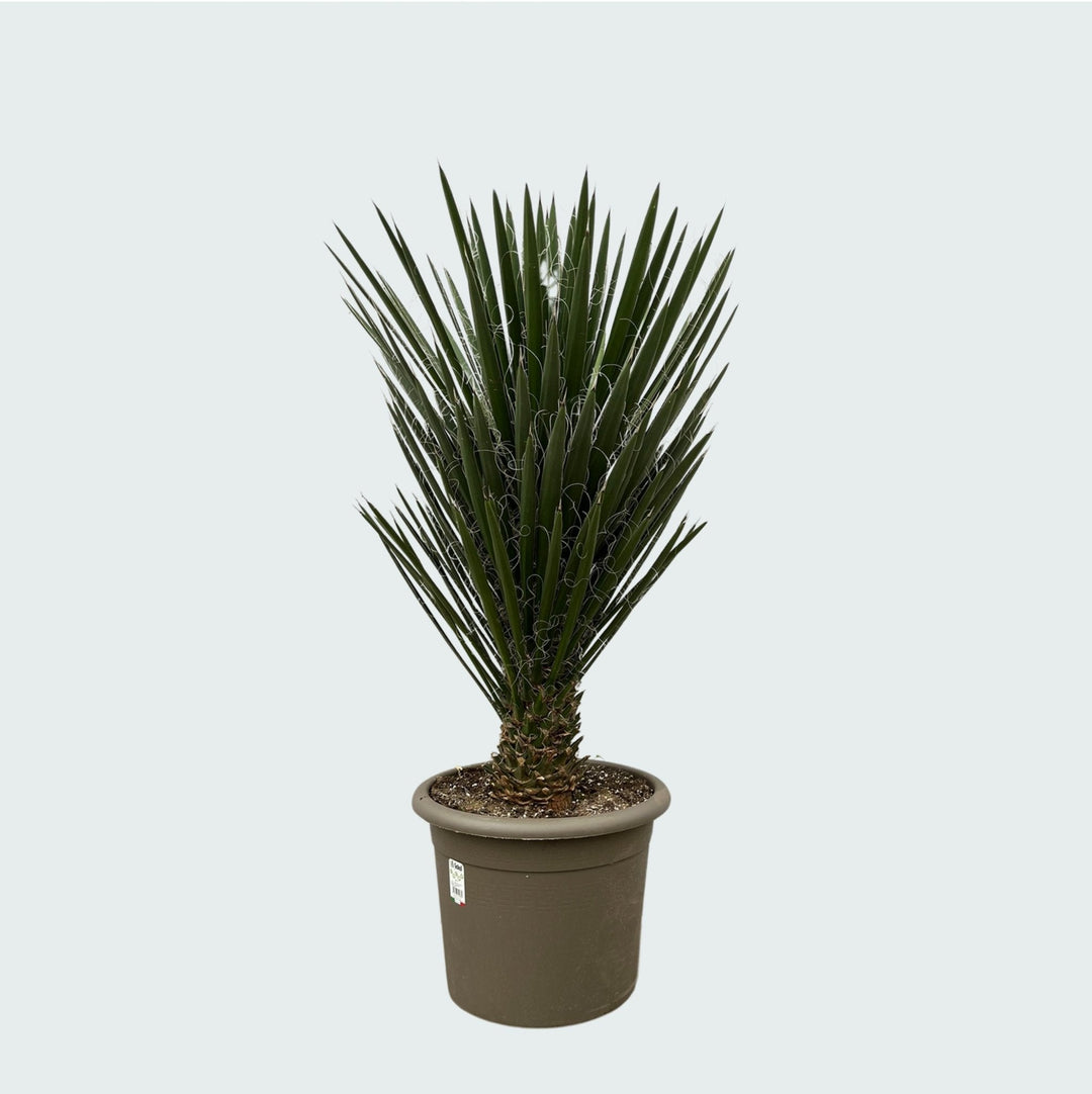 Yucca Filifera - 130 cm - Palmlelie Kamerplant