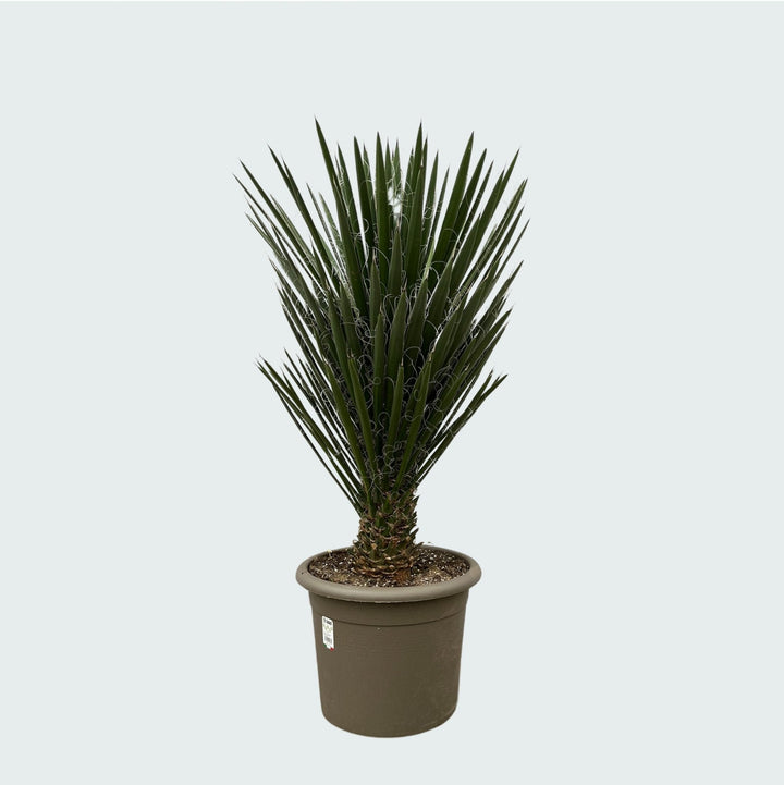 Yucca Filifera - 130 cm - Palmlelie Kamerplant