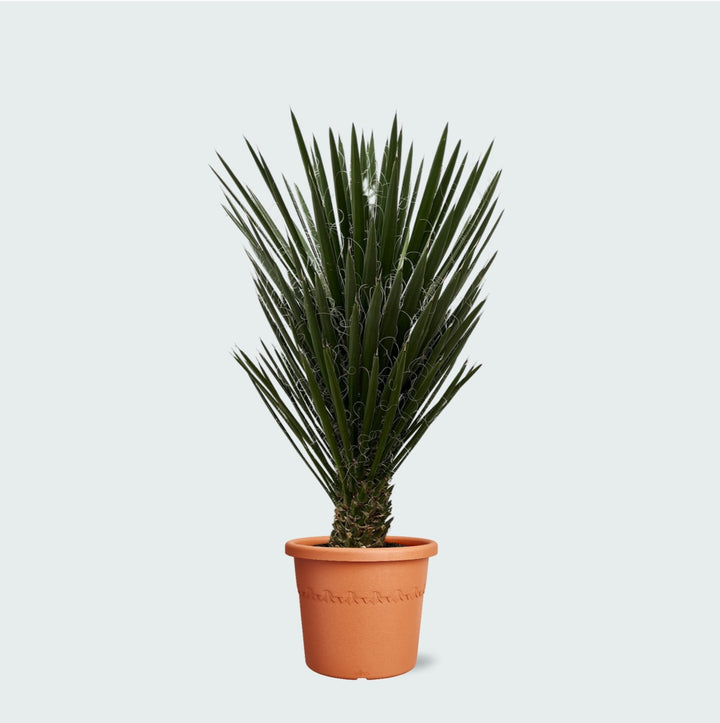 Yucca Filifera - 130 cm - Palmlelie Kamerplant