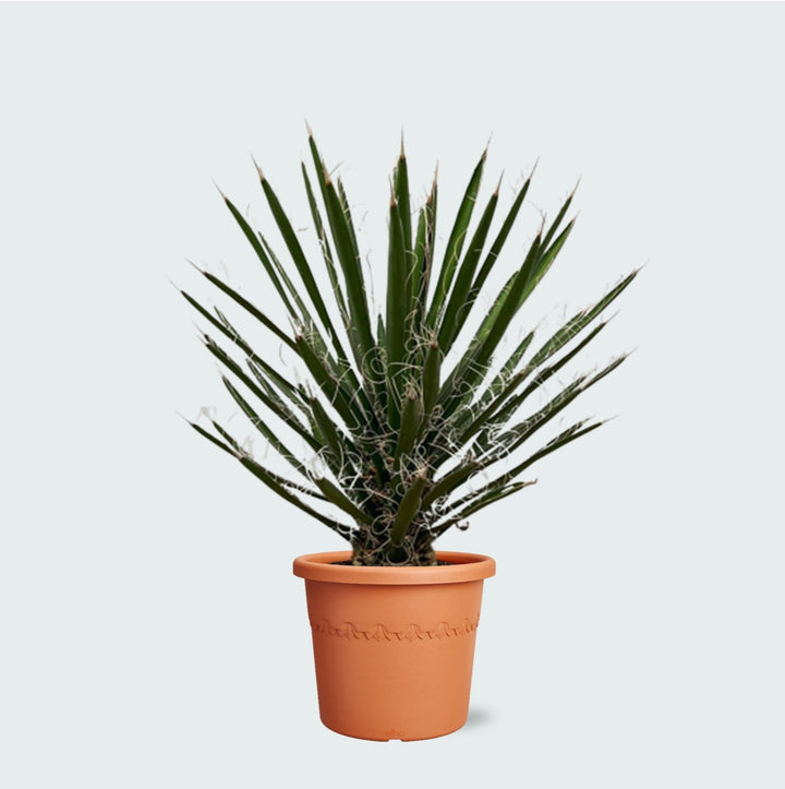 Yucca Filifera - 80cm - Palmlelie Kamerplant