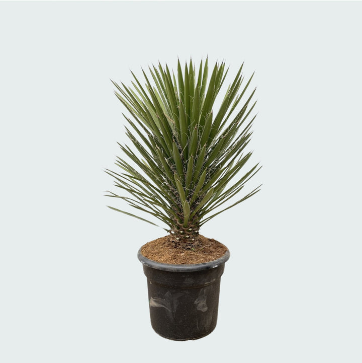 Yucca Filifera Australis - 160cm - Palmlelie Kamerplant