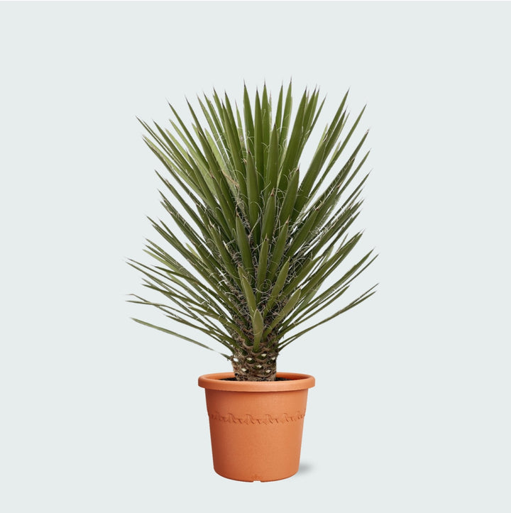 Yucca Filifera Australis - 160cm - Palmlelie Kamerplant