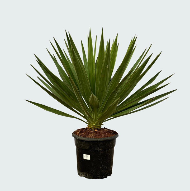 Yucca Gloriosa - 80 cm - Palmlelie Kamerplant