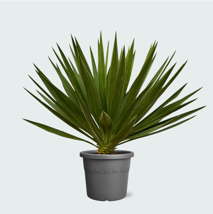 Yucca Gloriosa - 80 cm - Palmlelie Kamerplant