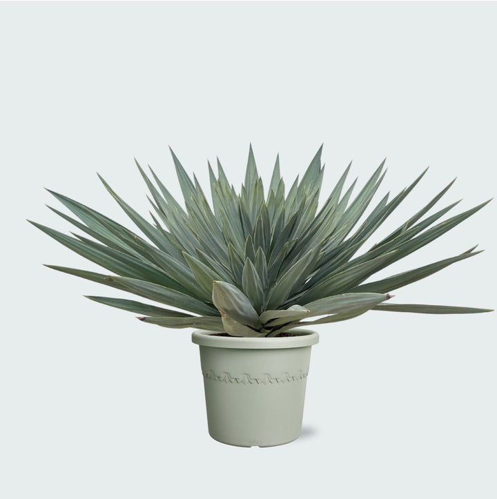 Yucca Gloriosa 'Lone Star' - 140 cm - Palmier Yucca plante d'intérieur