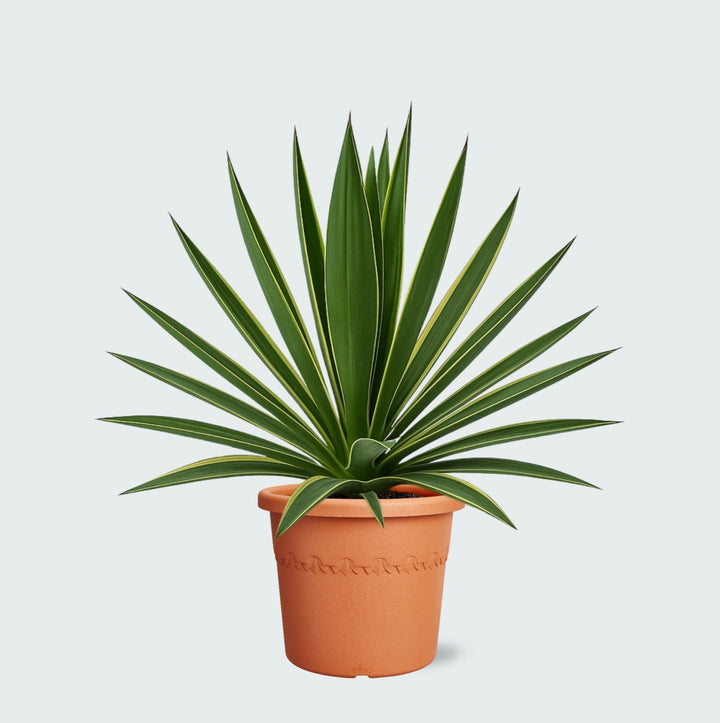 Yucca Gloriosa Variegata - 50cm - Palmlelie Kamerplant
