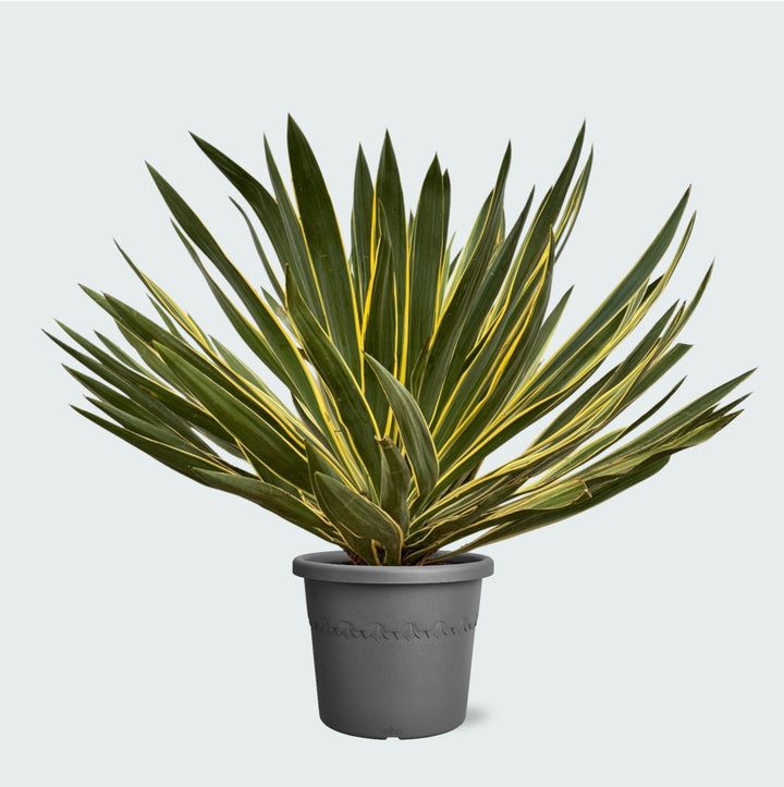Yucca Gloriosa Variegata - 80 cm - Yucca d'intérieur