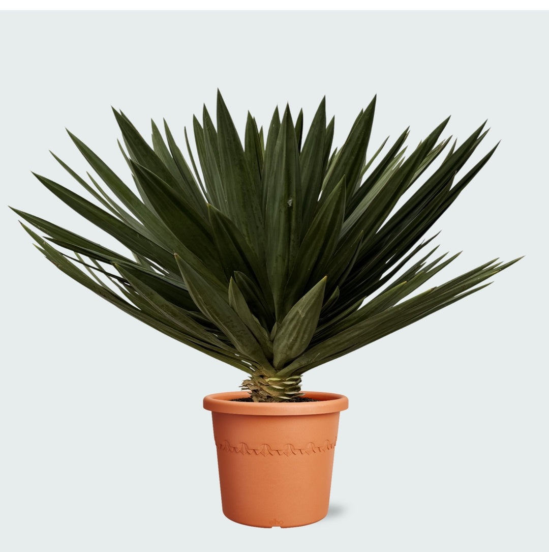 Yucca Gloriosa 'Lone Star' - 120cm - Plante d'intérieur Yucca