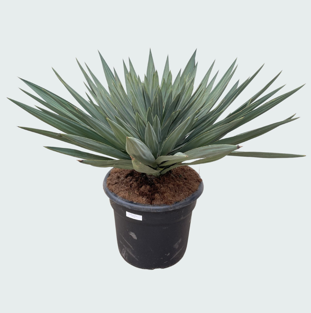 Yucca Gloriosa 'Lone Star' - 140 cm - Palmier Yucca plante d'intérieur