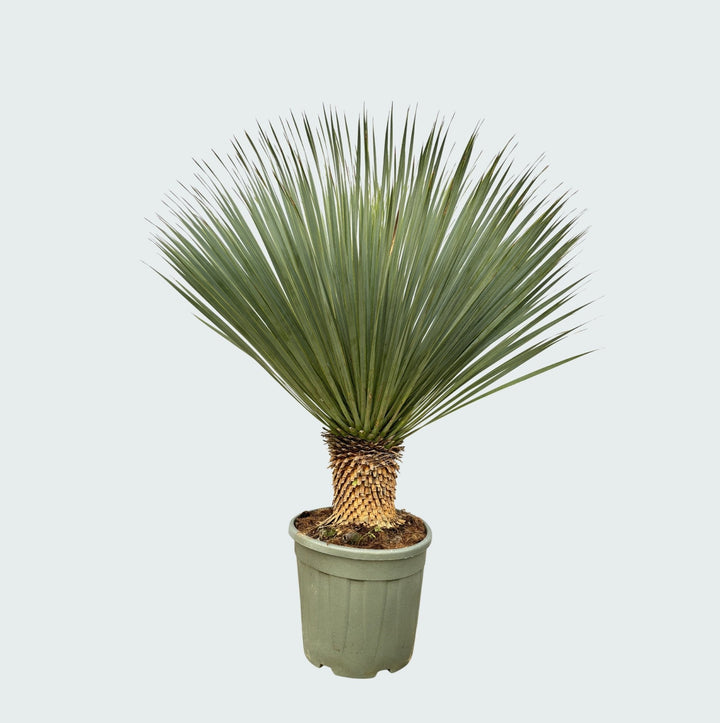 Yucca Rostrata - 120 cm - Blauwe Palmlelie Buiten | Koop