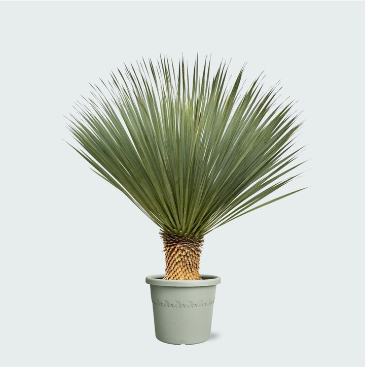 Yucca Rostrata - 120 cm - Blauwe Palmlelie Buiten | Koop