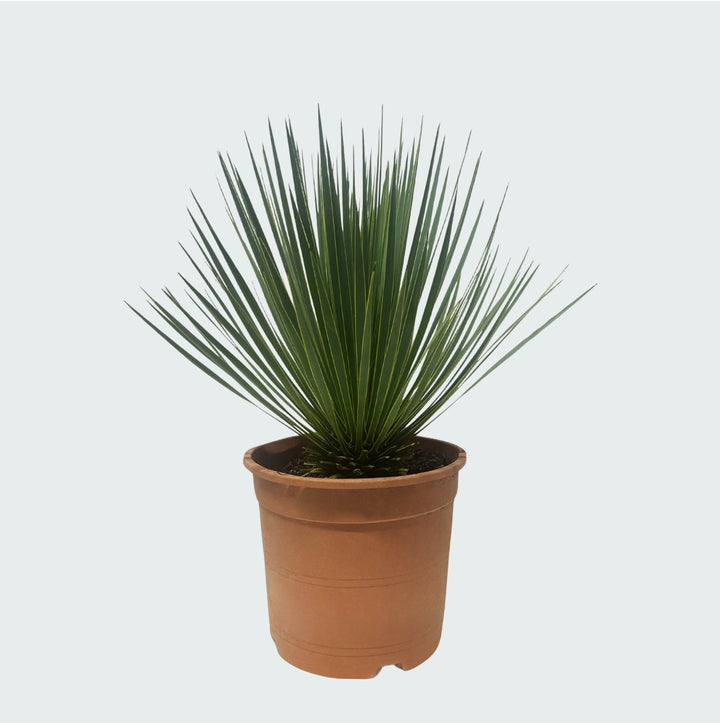 Yucca Rostrata - 60 cm - Blauwe Palmlelie Buiten | Koop