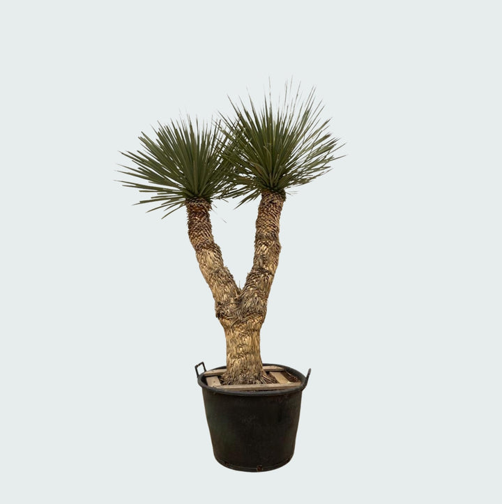 Yucca Rostrata Hidra - 200 cm - Yucca rostrata d'extérieur