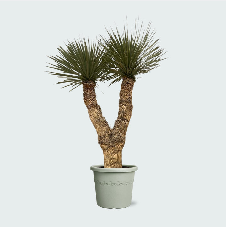 Yucca Rostrata Hidra - 200 cm - Yucca rostrata d'extérieur