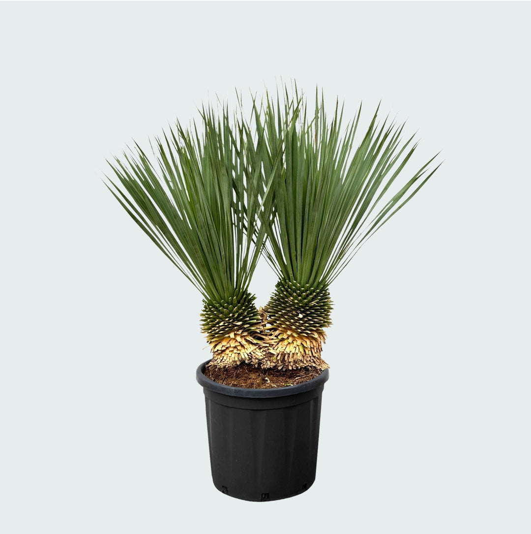 Yucca Rostrata double tronc - 120 cm - Yucca bleu d'extérieur