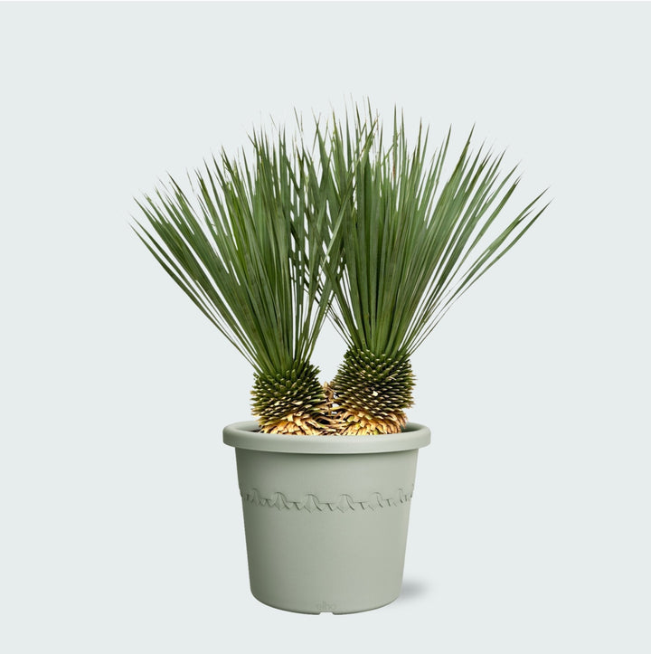 Yucca Rostrata double tronc - 120 cm - Yucca bleu d'extérieur
