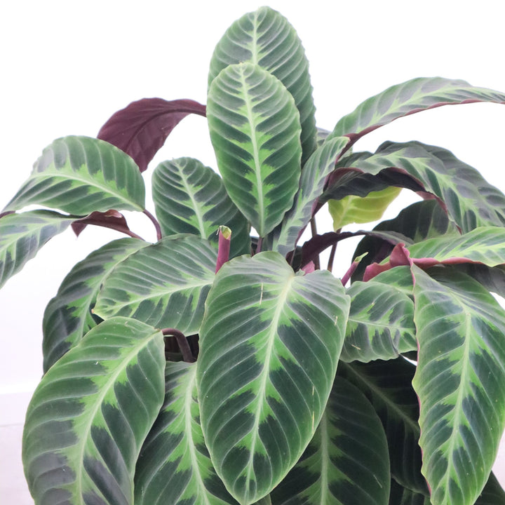 Calathea Warscewiczii - 90cm - Pauwenplant - Kamerplant