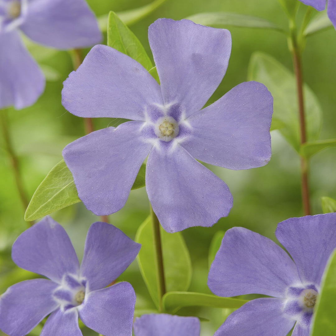 Vinca minor - 20cm - Maagdenpalm - Kamerplant Kopen