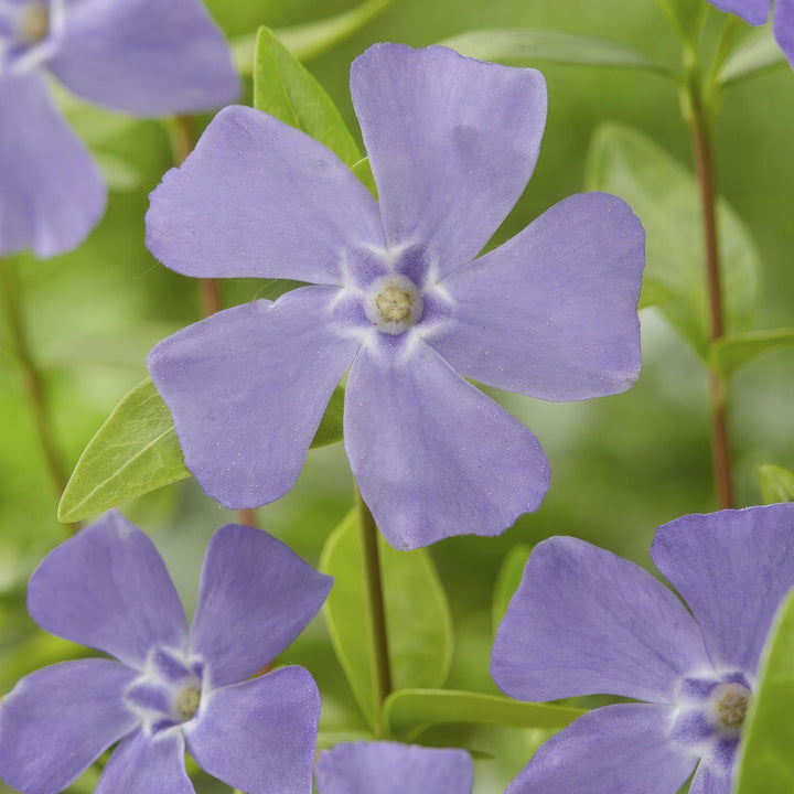 Vinca minor - 20cm - Maagdenpalm - Kamerplant Kopen