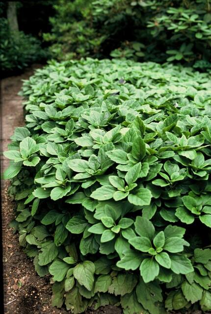 Pachysandra Terminalis - 20cm - Vaste Bodembedekker
