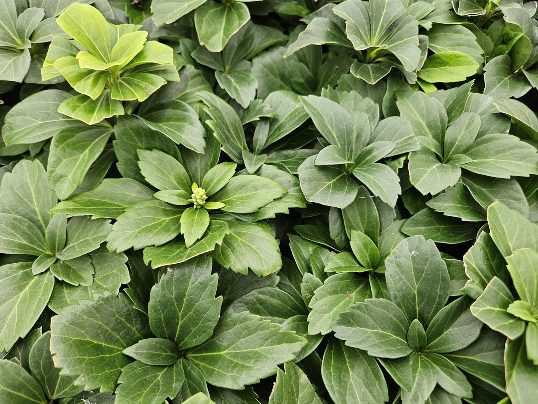 Pachysandra Terminalis - 20cm - Vaste Bodembedekker